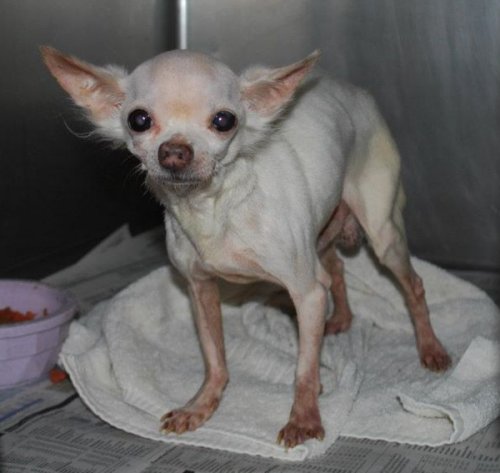 Albie at the shelter looking very frail and scared