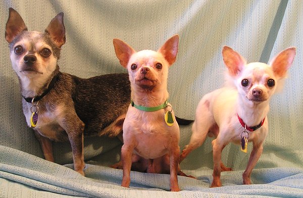 7/30/12: Mr. Cupcake, Silvertoes (aka Carson) & Albie