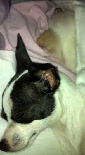 Tinkie & Albie sleeping in the big bed