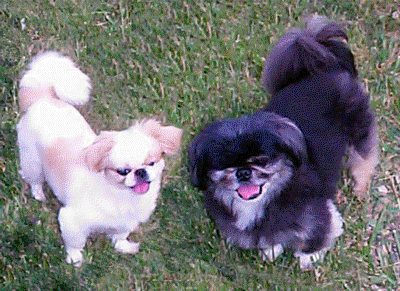 Lil'Bit and Maxie
