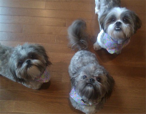 Bingley with his new fur brothers