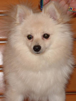 Roo - Small Breed Rescue of East Tennessee