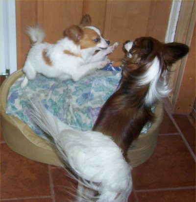 Ryan pounces on his big brother!