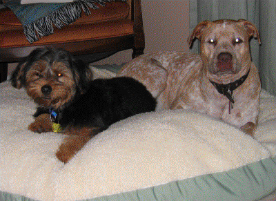 Sammy and Shasta