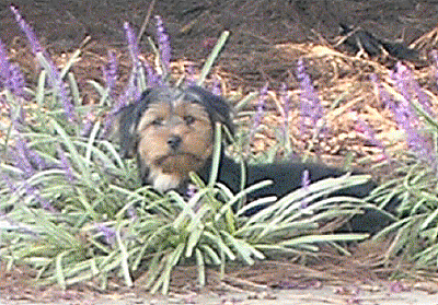 Sammy in the flowers