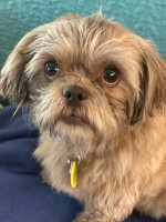 Sweetie (now Mia) - Small Breed Rescue of East Tennessee