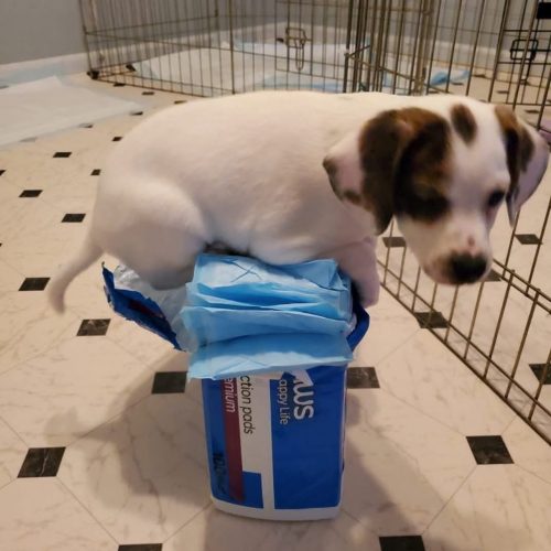 Foster Blooper -08 Foster mom said I needed to get on the pee pad!