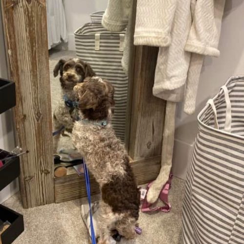 Foster Blooper – 03 Mirror Mirror...