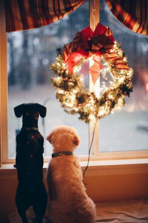 holiday pups window