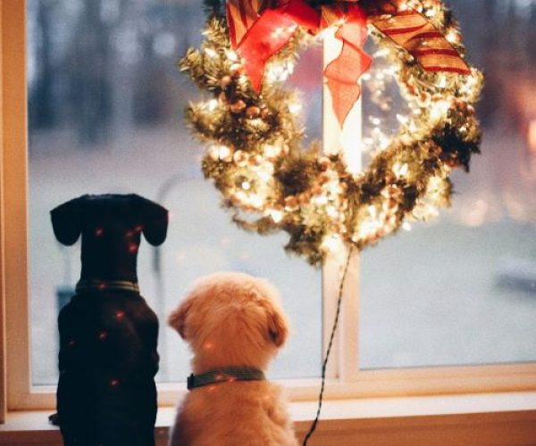 holiday pups window